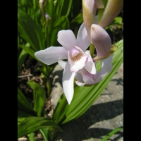 Bletilla striata (fam Orchidacees) (Chine) (7)
